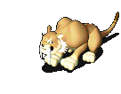 303_8.gif